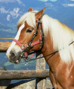 I nostri cavalli Haflinger